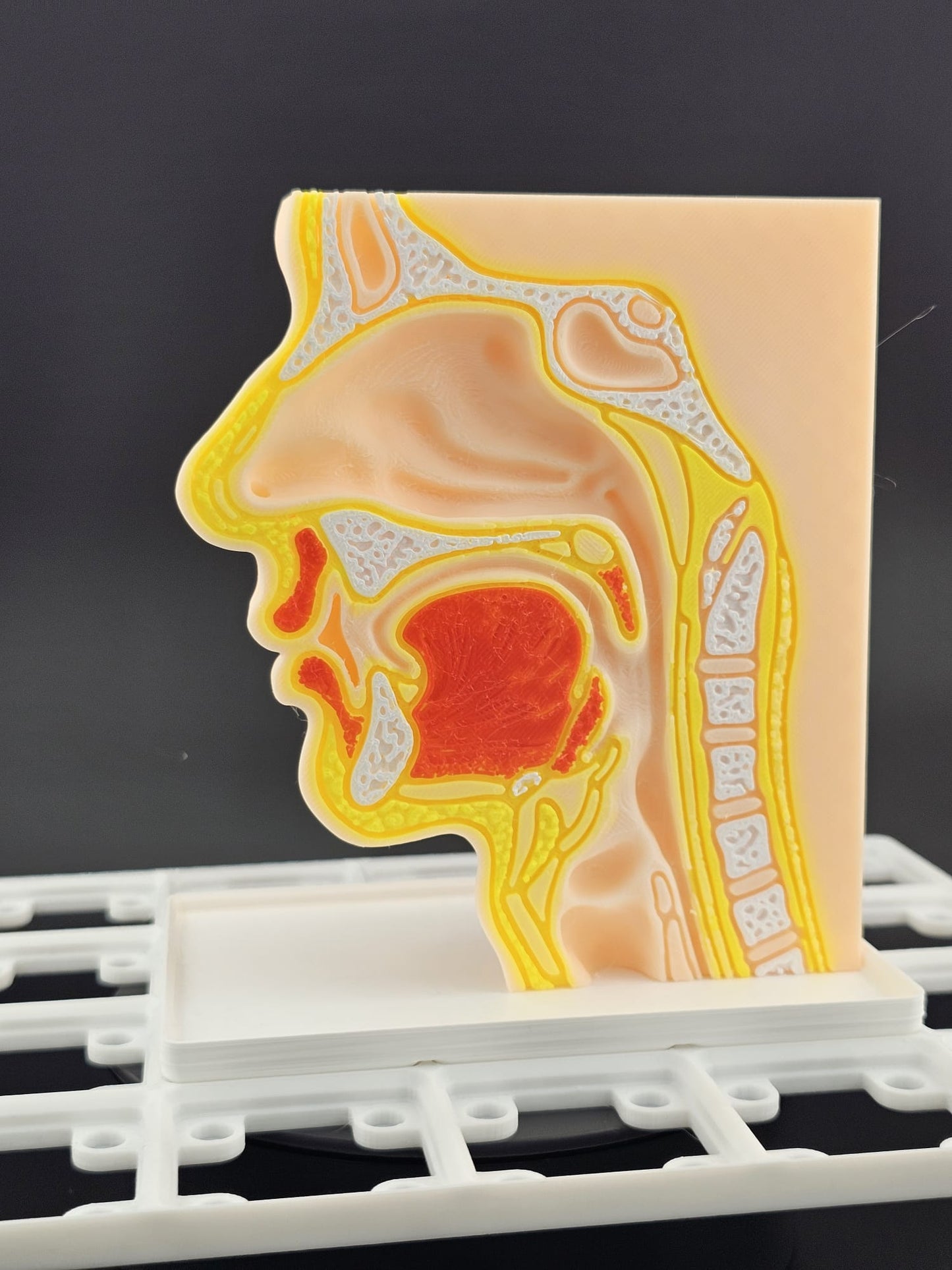 Gridfinity Nose & Throat Anatomy Model