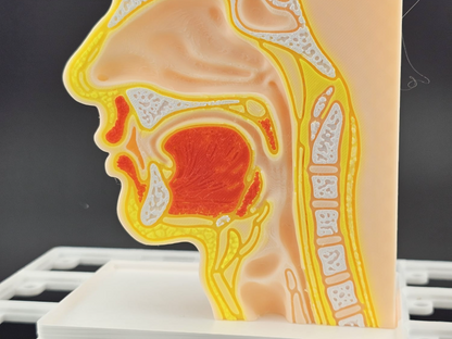 Gridfinity Nose & Throat Anatomy Model