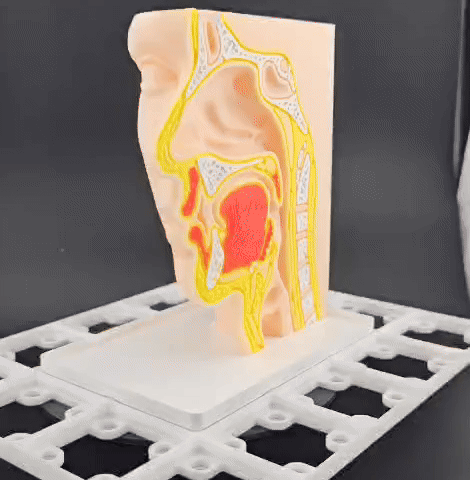 Gridfinity Nose & Throat Anatomy Model