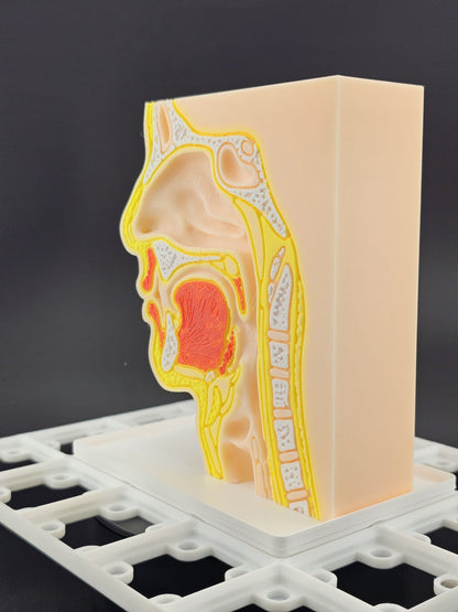 Gridfinity Nose & Throat Anatomy Model