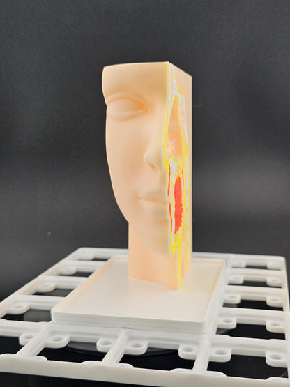 Gridfinity Nose & Throat Anatomy Model