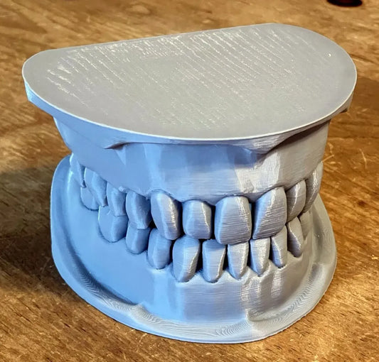 Dental Mandible / Maxilla Model for Brushing and Flossing Education